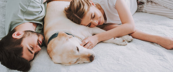 Man, woman, and dog on a King size bed